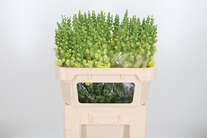 <h4>Antir Nantes Yellow</h4>