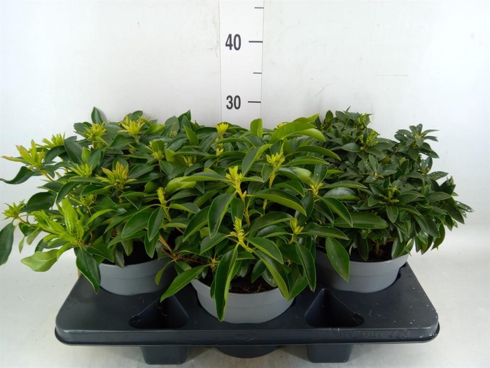 <h4>Kalmia latifolia</h4>