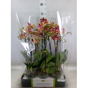 Phalaenopsis   ...red
