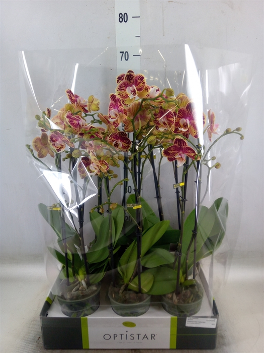 <h4>Phalaenopsis   ...red</h4>