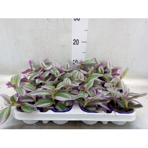 Tradescantia albif. 'Nanouk'