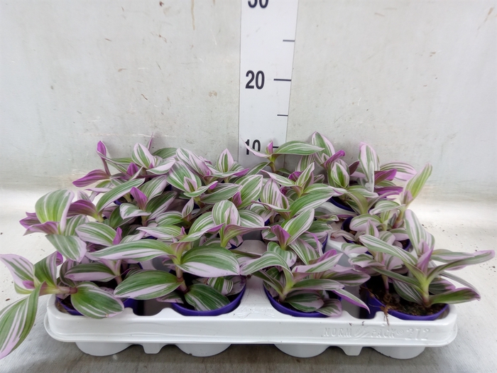 <h4>Tradescantia albif. 'Nanouk'</h4>