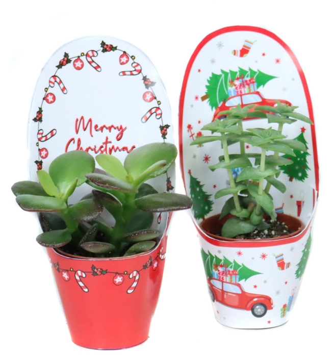 <h4>Succulenten mix 5,5 cm in kerst potcovers</h4>