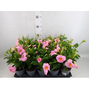 Mandevilla am. 'Sundav Pretty Pink'