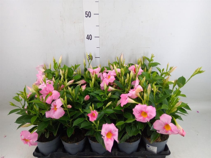 <h4>Mandevilla am. 'Sundav Pretty Pink'</h4>