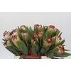 Protea Aurumn