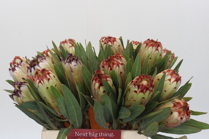 <h4>Protea Aurumn</h4>