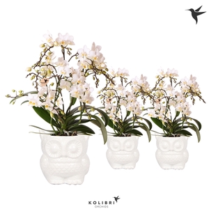 Kolibri Orchids Phalaenopsis Botanic 4 spike in Owl pot white