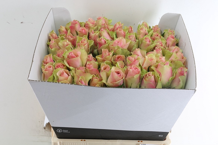 <h4>R GR BELLE ROSE</h4>