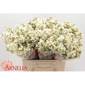 Chamelaucium Dawn Pearl