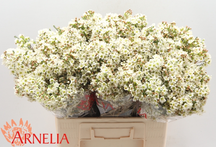 <h4>Chamelaucium Dawn Pearl</h4>