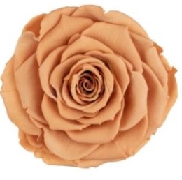 <h4>Roos XL toff-01</h4>