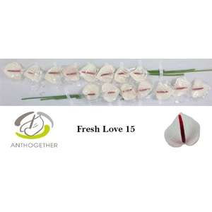 ANTH A FRESH LOVE 15