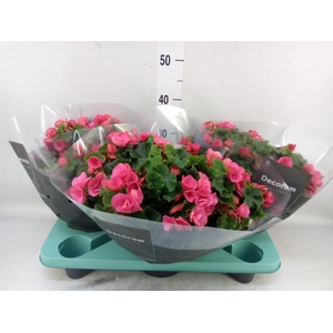 Begonia elat. EN 'Betulia Pink'