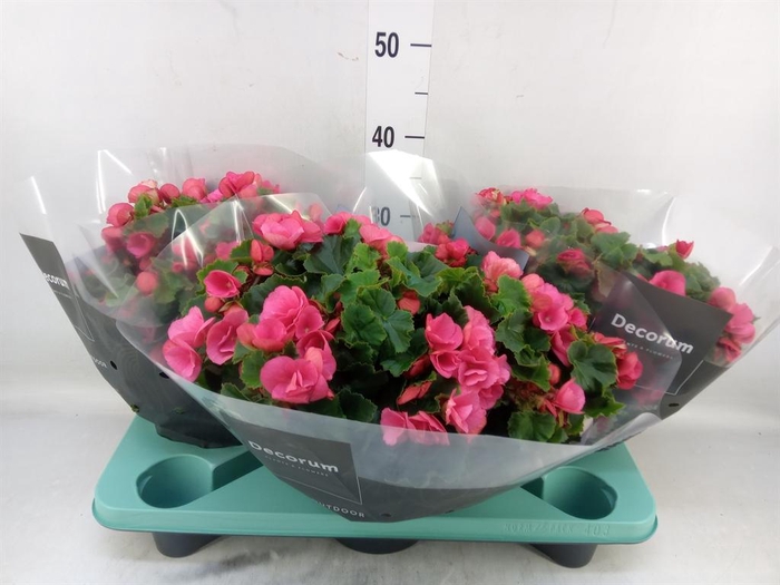 <h4>Begonia elat. EN 'Betulia Pink'</h4>