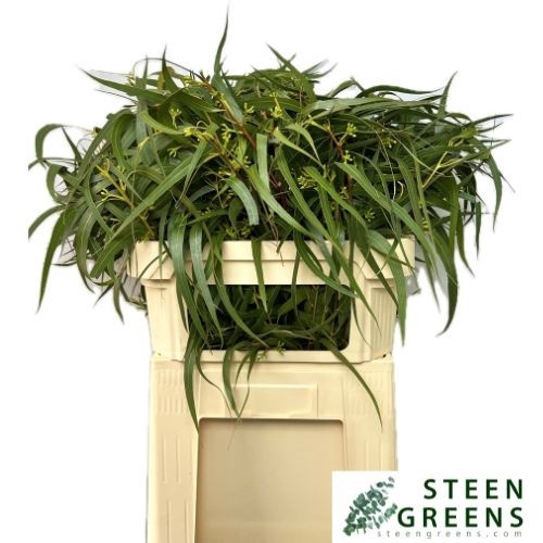 <h4>EUC EXOTICA BS</h4>