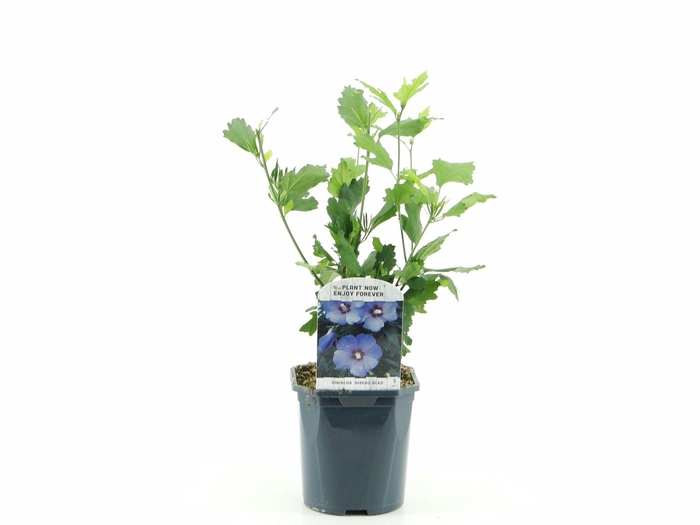 <h4>Hibiscus syr. Oiseau Blue</h4>