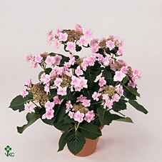 Hydrangea mac. 'Vuurwerk Rose'