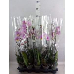 Phalaenopsis   ...mix