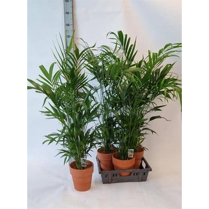 Chamaedorea cataractarum 21Ø 120cm