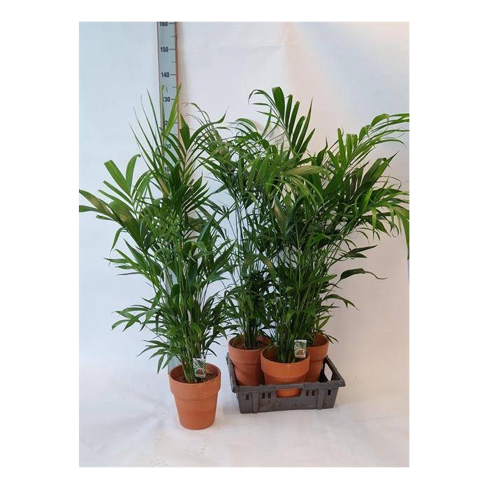 <h4>Chamaedorea cataractarum 21Ø 120cm</h4>