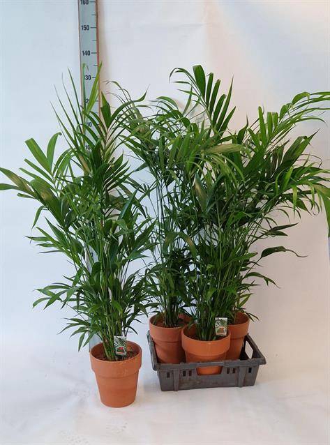 Chamaedorea cataractarum 21Ø 120cm