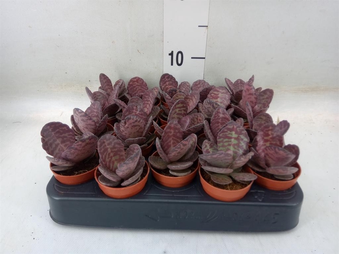 <h4>Succulents   ...</h4>