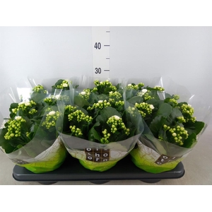 Kalanchoe blos. 'Calandiva Whites'