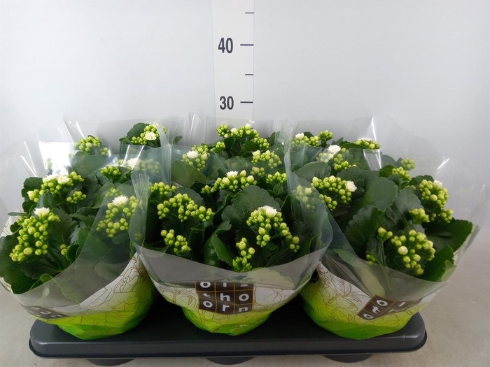 <h4>Kalanchoe blos. 'Calandiva Whites'</h4>
