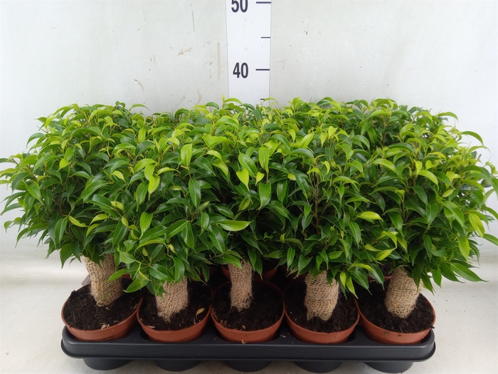 <h4>Ficus benja. 'Natasja'</h4>