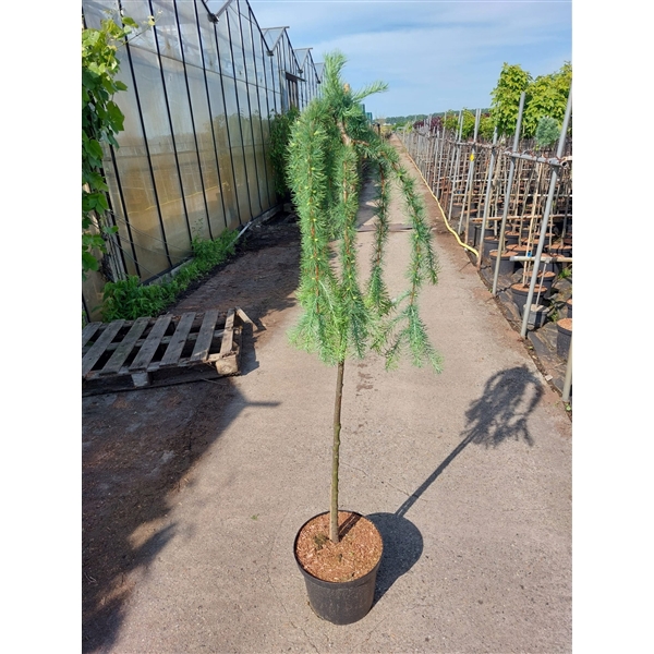 <h4>Larix kaempferi 'Stiff Weeper'</h4>