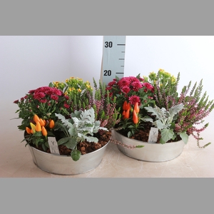 ARR TUINPLANTEN