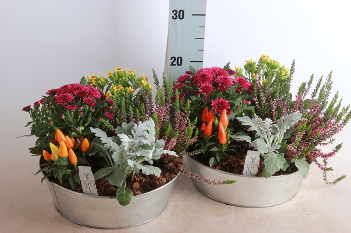 <h4>ARR TUINPLANTEN</h4>