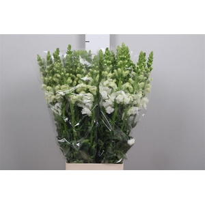 Antir Antib Earl Whi