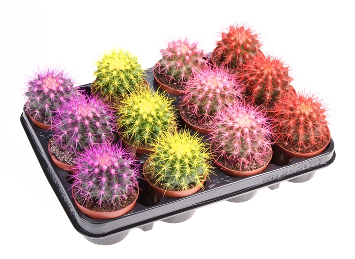 <h4>Cactus Grusonii Rainbow Gemengd</h4>