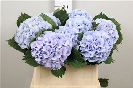 <h4>Hydr M Lollypp Bl</h4>