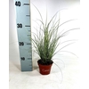 Carex Jubilo