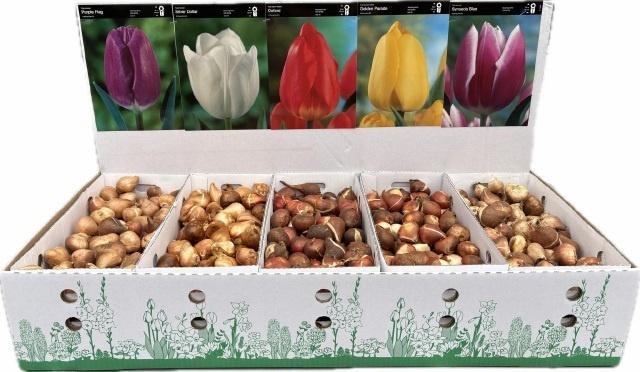 <h4>BLOEMBOL TULIPA</h4>
