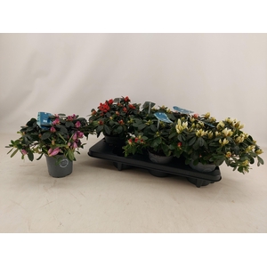 RHODO SI V GEM 4 SRT