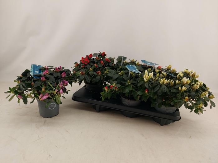 <h4>RHODO SI V GEM 4 SRT</h4>