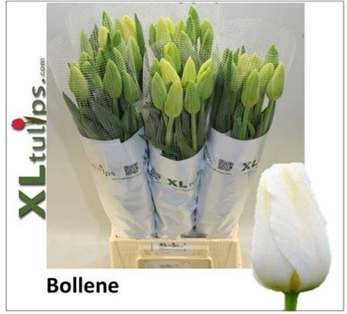 <h4>Tu En Fr Bollene White 55cm</h4>