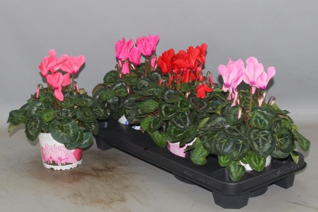 <h4>CYCL GR SUP XL</h4>