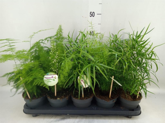 <h4>Asparagus   ...mix</h4>