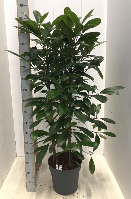 <h4>FICUS CYATHISTIPULA</h4>