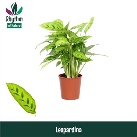 <h4>Calathea Leopardina</h4>