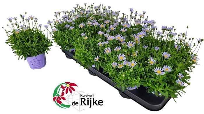 FELI AM FELICIT BLUE