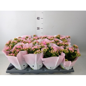 Kalanchoe blos.   ..rosebud