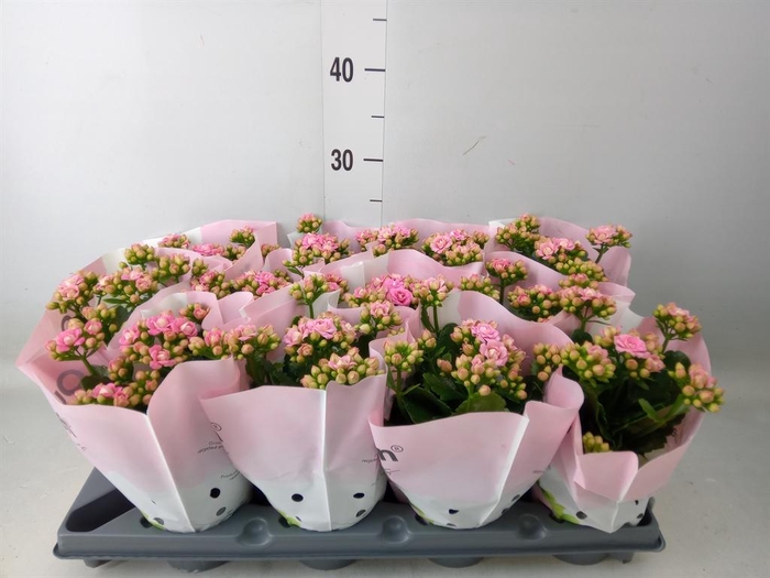 <h4>Kalanchoe blos.   ..rosebud</h4>
