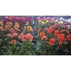 arr8 Dahlia Royal Mixk 1 Kleur Per Tray
