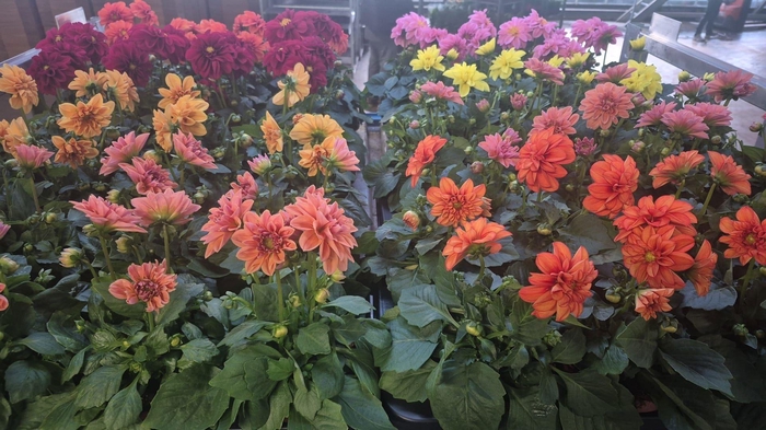 arr8 Dahlia Royal Mixk 1 Kleur Per Tray